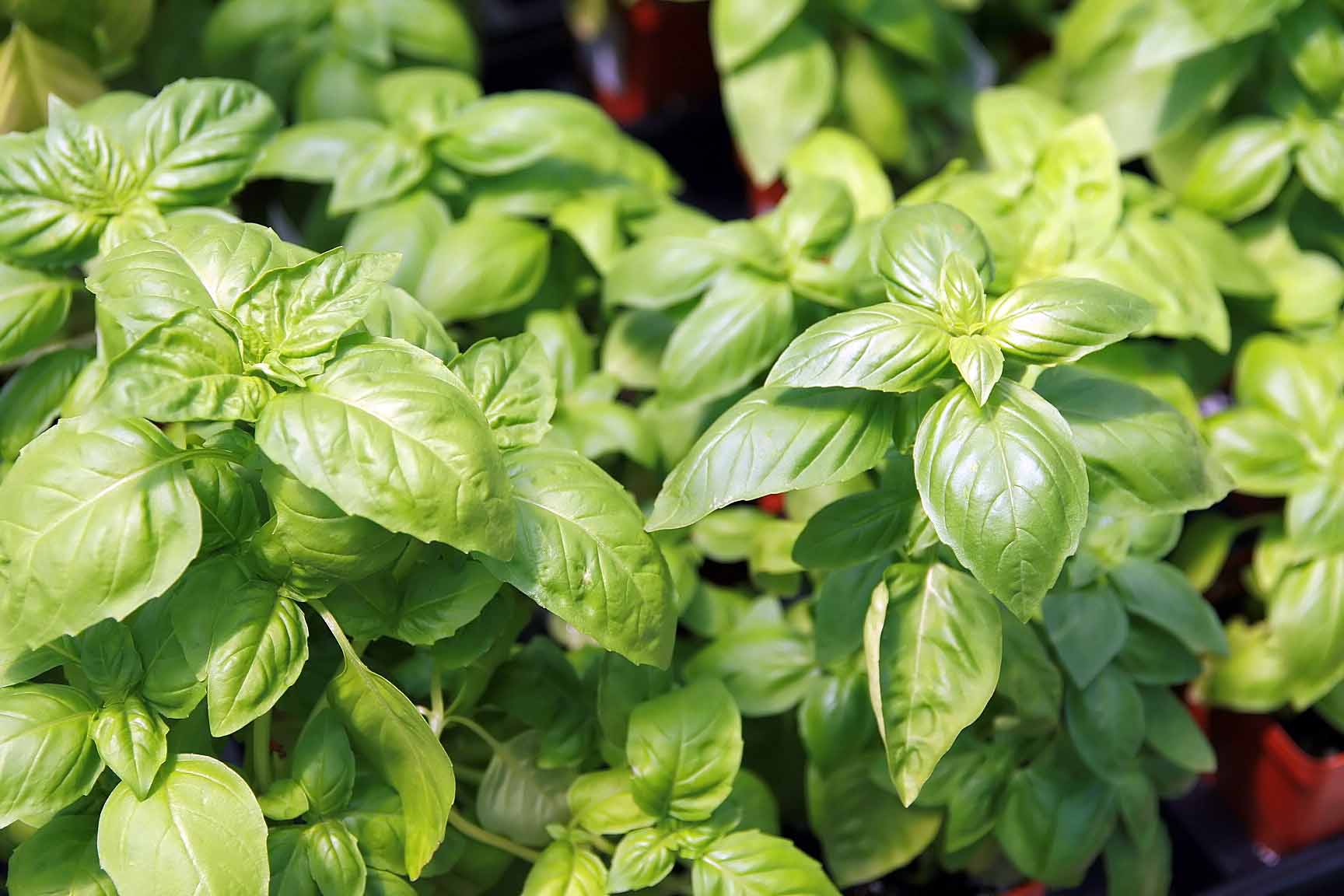 Ocimum basilicum (Sweet basil) in respiratory health: Traditional relevance in respiratory disorders